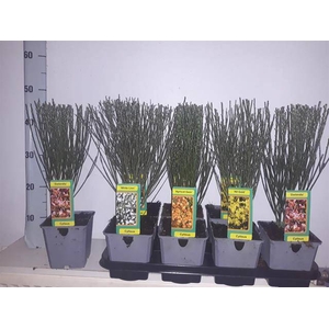 Cytisus Praecox group 13Ø 37cm