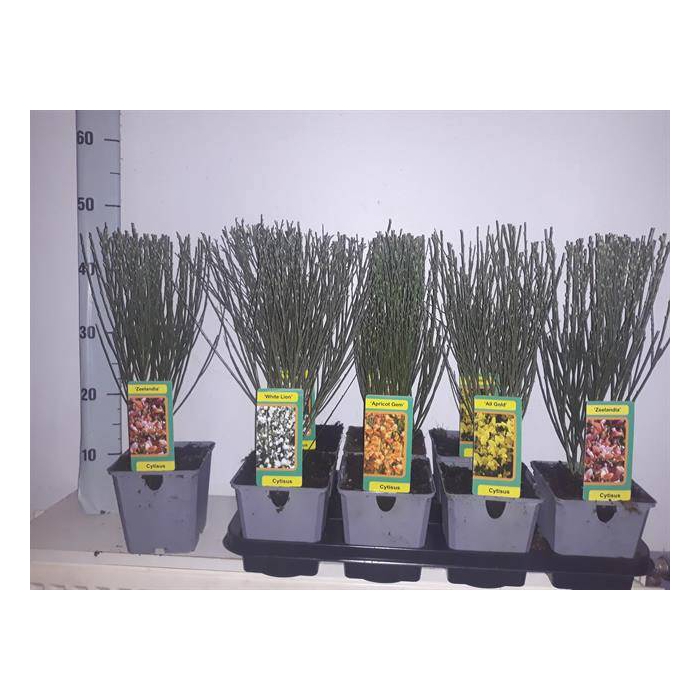 <h4>Cytisus Praecox group 13Ø 37cm</h4>