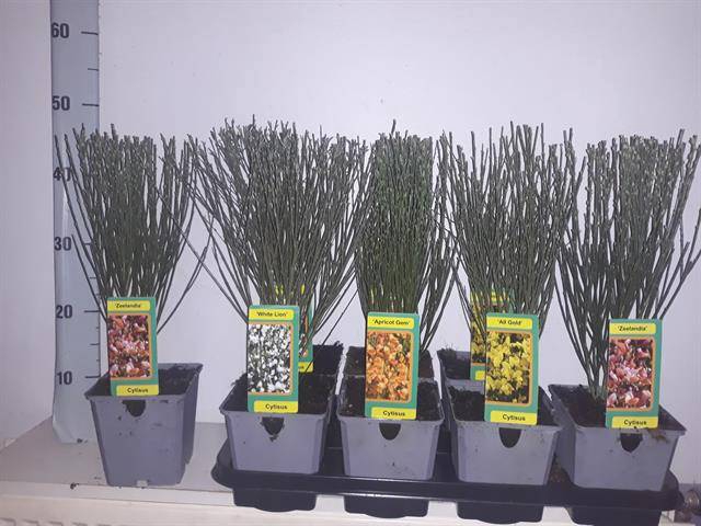 Cytisus Praecox group 13Ø 37cm