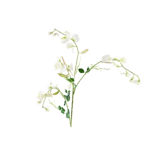 Lathyrus White