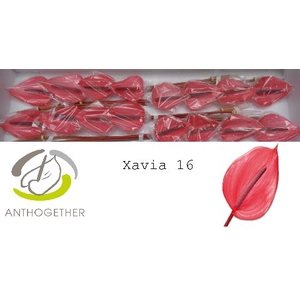 Anthurium Xavia