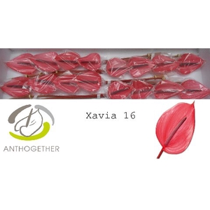 ANTH A XAVIA 16