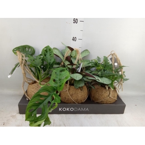 Planten Groen   ...mix  3