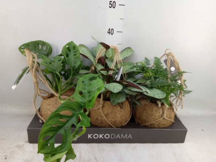 <h4>Planten Groen   ...mix  3</h4>