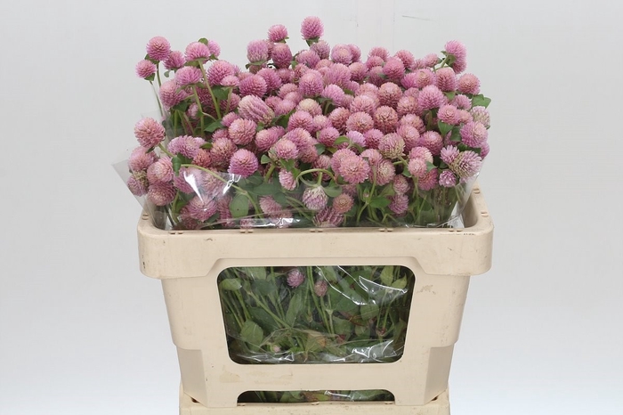 <h4>Gomphrena Globosa Pink</h4>