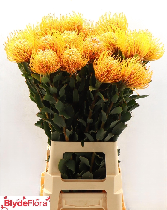 <h4>LEUCO SOLEIL</h4>