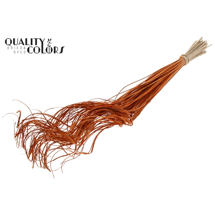 <h4>Palm Curly TT 100pc per bunch Orange</h4>