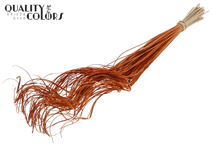 Palm Curly TT 100pc per bunch Orange