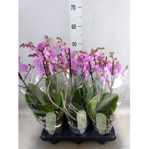 Phalaenopsis multi.   ...rose
