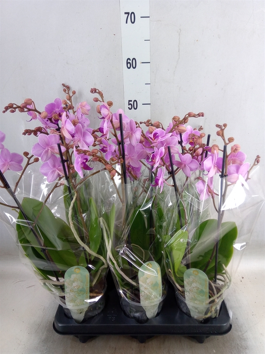 <h4>Phalaenopsis multi.   ...rose</h4>