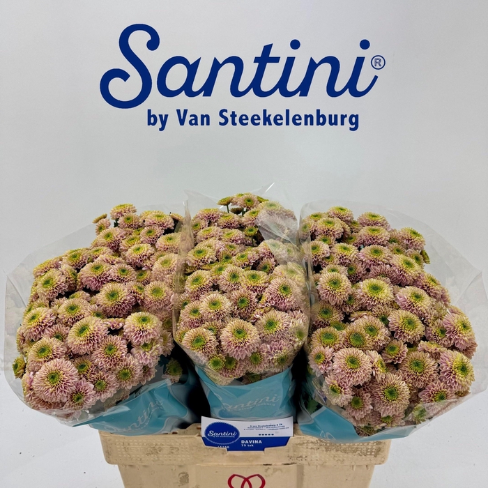 <h4>Chr S Davina</h4>