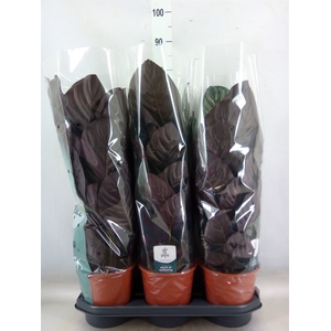 Calathea sanderiana