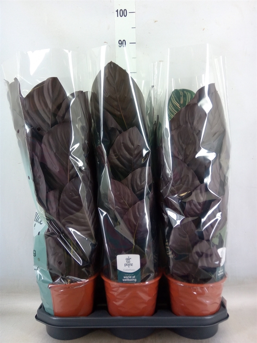 <h4>Calathea sanderiana</h4>