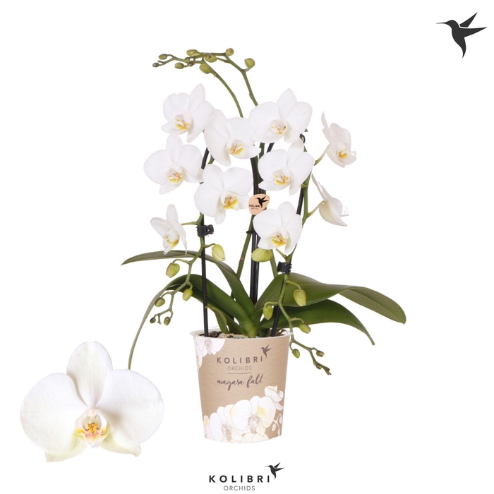 <h4>Kolibri Orchids Cascade Niagara Fall white 2 spike</h4>