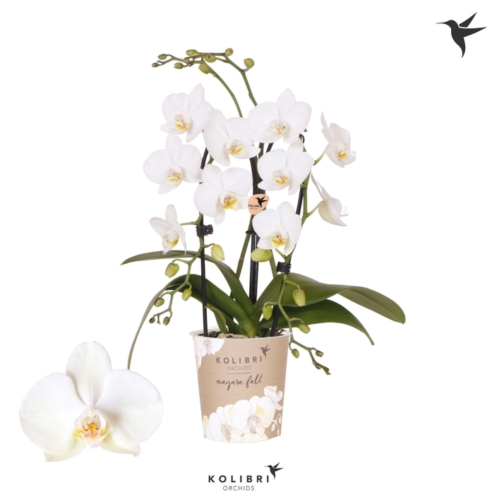 Kolibri Orchids Cascade Niagara Fall white 2 spike