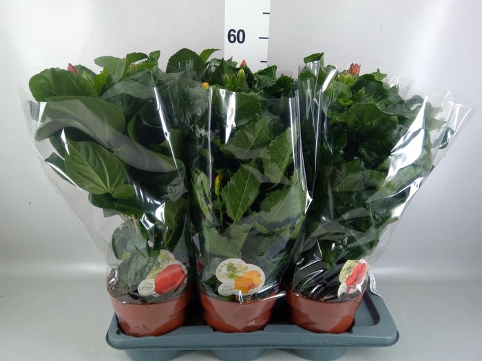 <h4>Hibiscus rosa-sin. 'Sunny'  ..mix</h4>