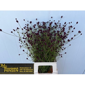 Sanguisorba Officinalis Winsen