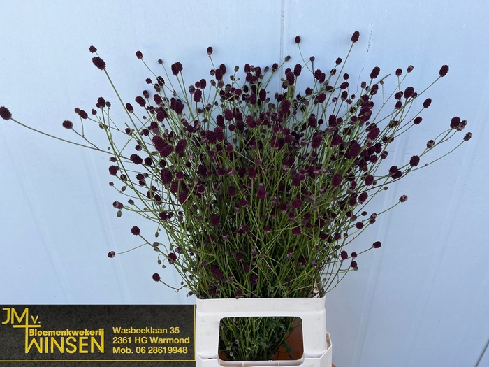 <h4>Sanguisorba Officinalis Winsen</h4>