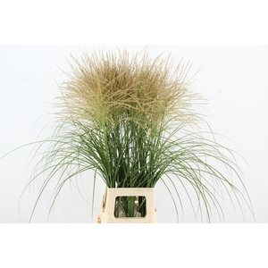 MISC SINENSIS WHITE NATURE FRIENDLY