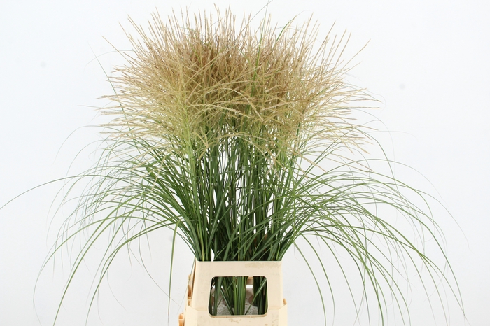<h4>MISC SINENSIS WHITE NATURE FRIENDLY</h4>