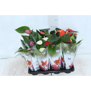 ANTHURIUM VARIADO P06