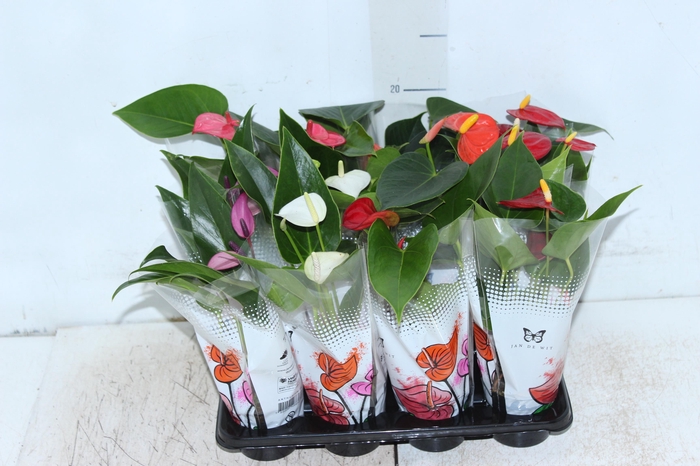 <h4>ANTHURIUM VARIADO P06</h4>