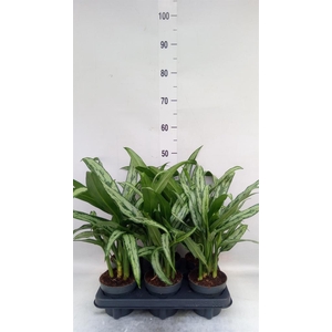 Aglaonema KB 'Cutlass'