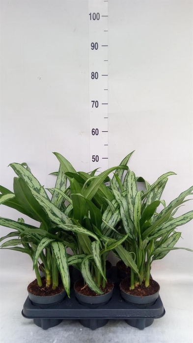 <h4>Aglaonema KB 'Cutlass'</h4>