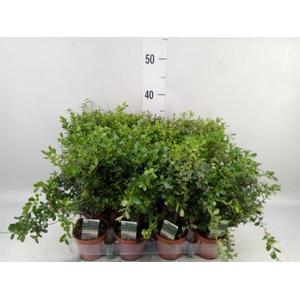 Myrsine africana