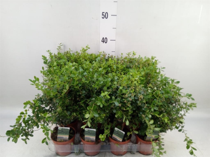 <h4>Myrsine africana</h4>