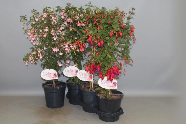 <h4>FUCHSIA OV</h4>