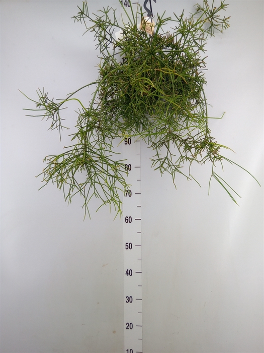 <h4>Rhipsalis   ...</h4>