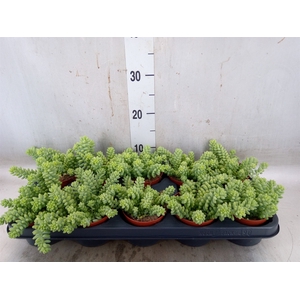 Sedum burrito