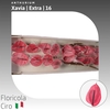 Anthurium Xavia