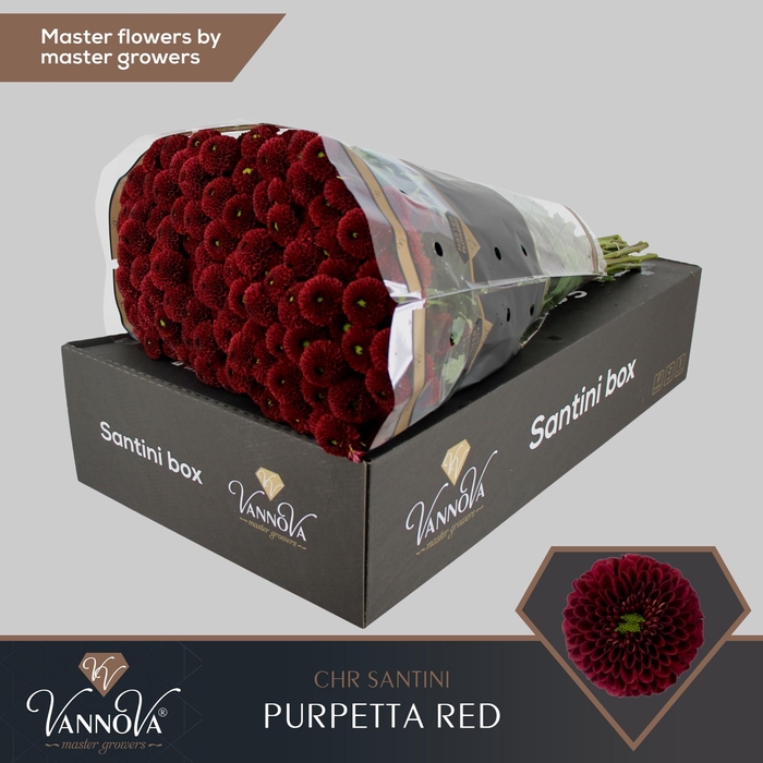 <h4>Chrysanten Chr S Purpet Red</h4>