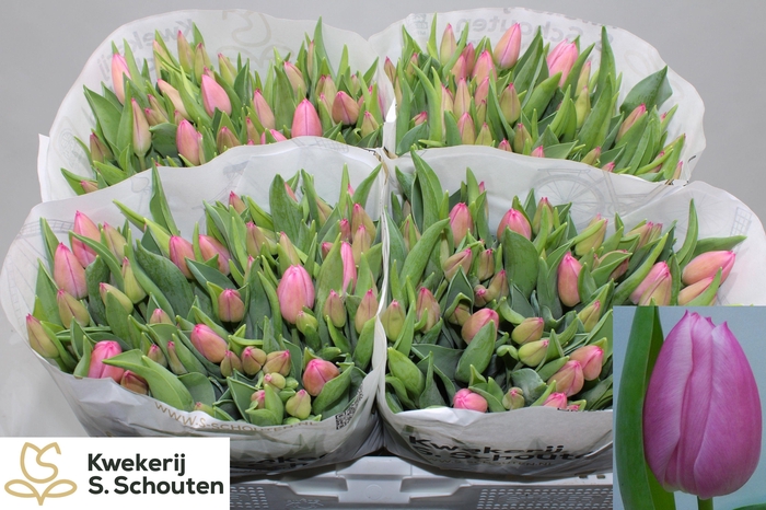 <h4>TU EN CHRISTM DREAM</h4>