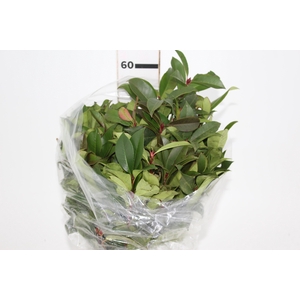 FOLH PHOTINIA VERDE