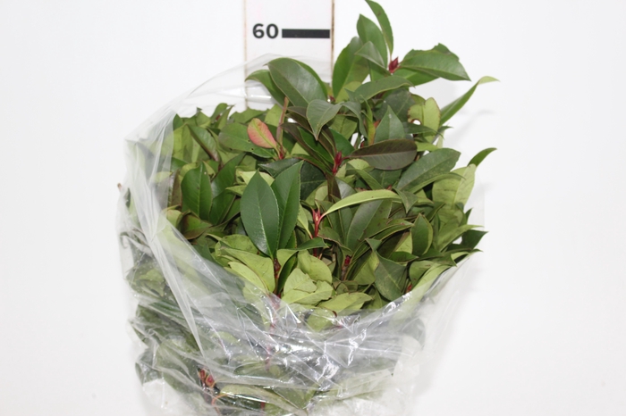 <h4>FOLH PHOTINIA VERDE</h4>