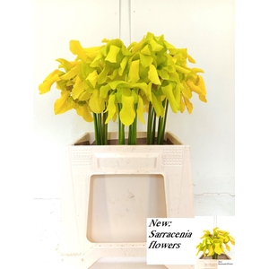 SARRACENIA OV