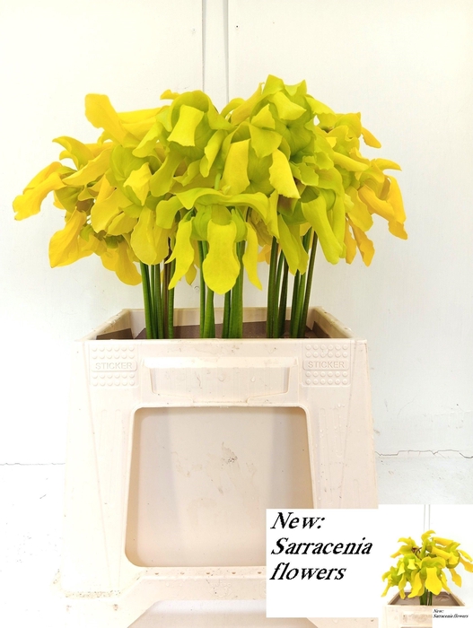 <h4>SARRACENIA OV</h4>