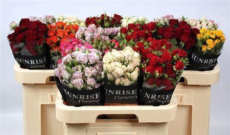 <h4>R Tr Gem In Fust</h4>