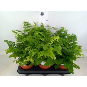 Adiantum raddi. 'Fritz-Luthi'