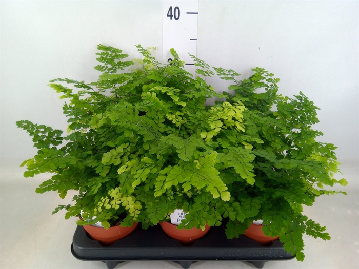 <h4>Adiantum raddi. 'Fritz-Luthi'</h4>