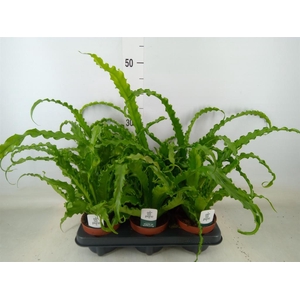 Asplenium antiquum 'Osaka'