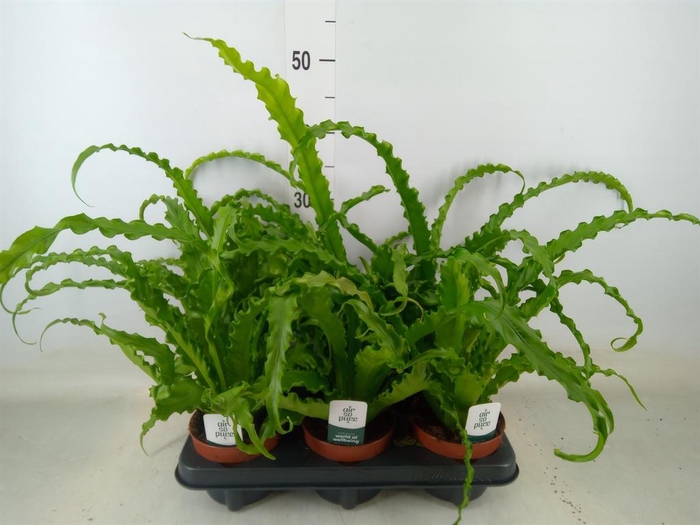 <h4>Asplenium antiquum 'Osaka'</h4>