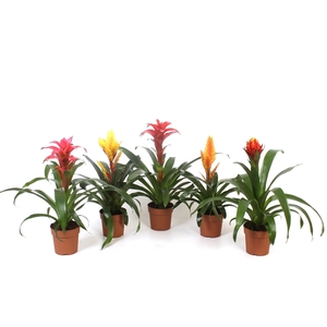 Bromelia Mix Excellent