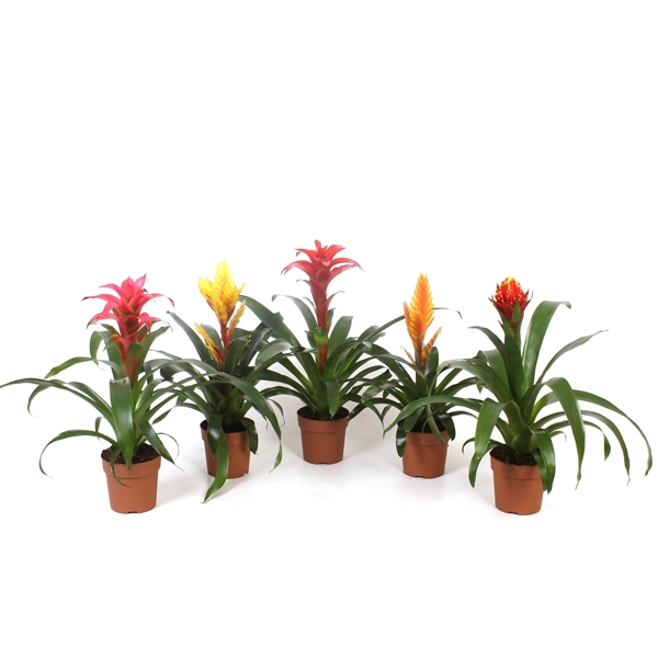 <h4>Bromelia Mix Excellent</h4>