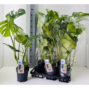 MONSTERA DELICIOSA