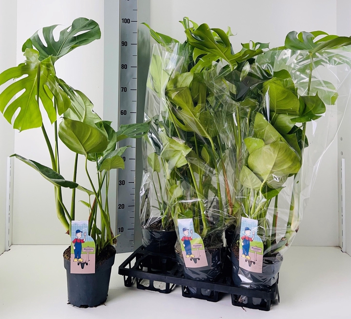 <h4>MONSTERA DELICIOSA</h4>