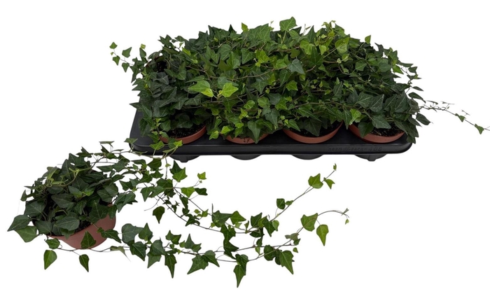 <h4>HED HE LADY KAY</h4>